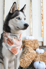 Boho Pumpkin | Dog Bandana