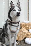 Beige Plaid Knit | Dog Bandana