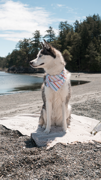 Summer Fun & Stripes | Cooling & Swim Dog Bandana 