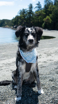 Surf & Blue  | Cooling & Swim Dog Bandana